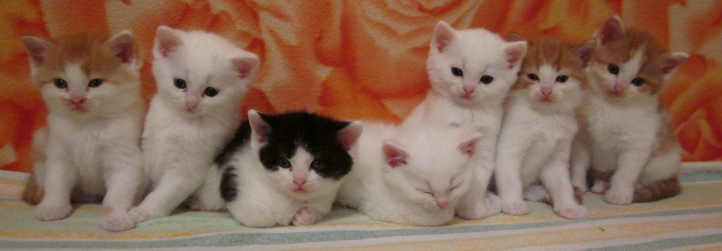 Süße Perserkaten (Mischlinge) mit Nase - Katzen - Neutraubling