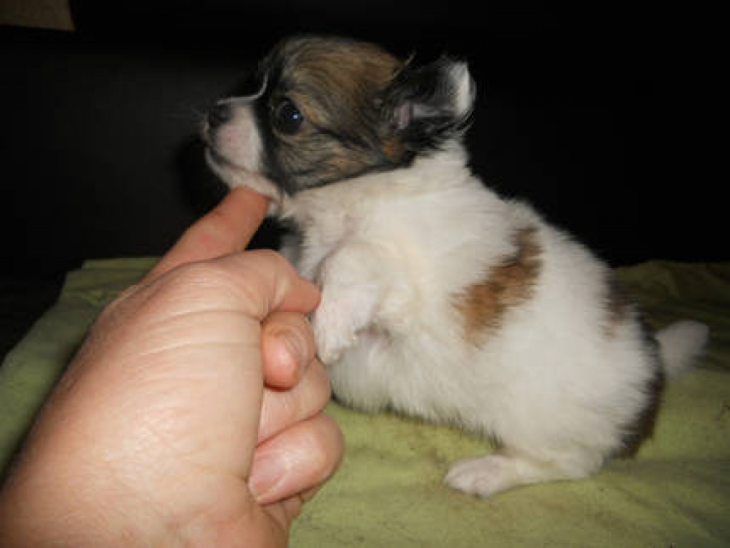 Chihuahua? Zwergpinscher? Prager Rattler? Mini Welpen abzugeben mit Papieren (UR - Hunde - München
