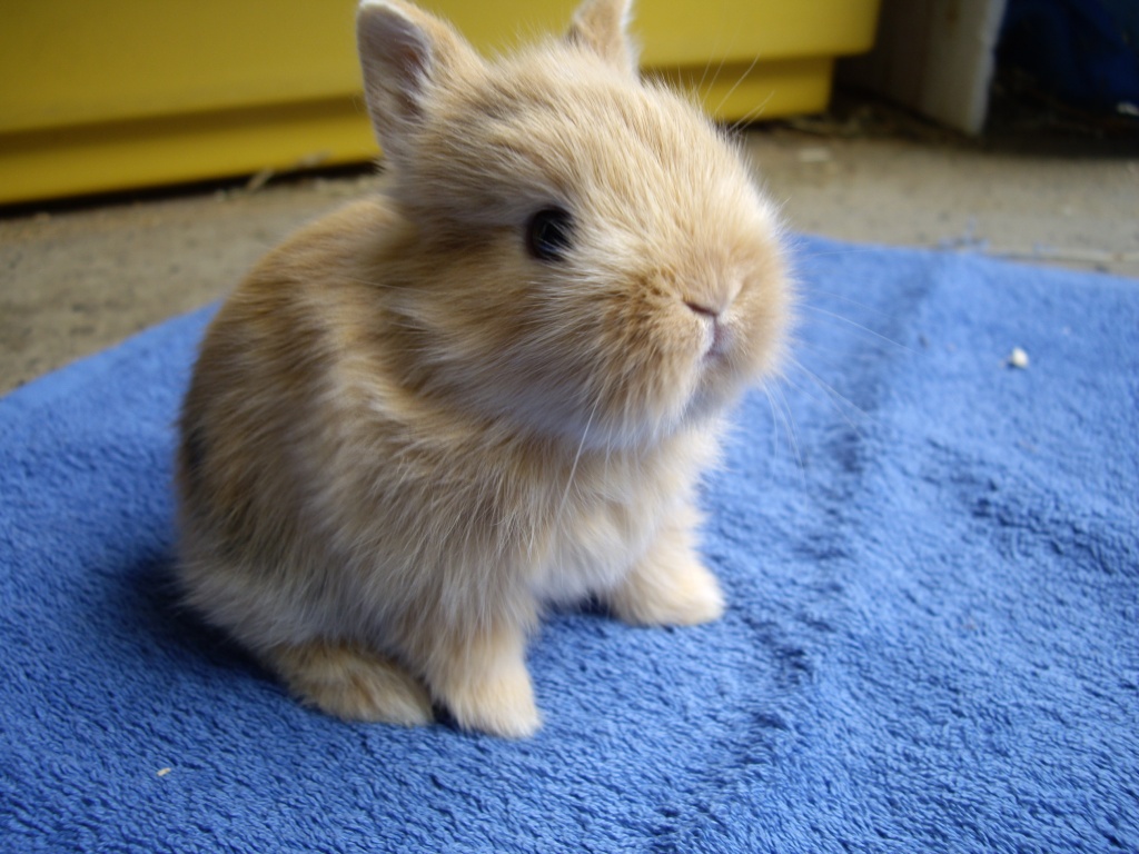 Echte Minis!! Zwergkaninchen Farbenzwerge Löwenköpfchen und reine Satins vom Hob - Nagetiere - München