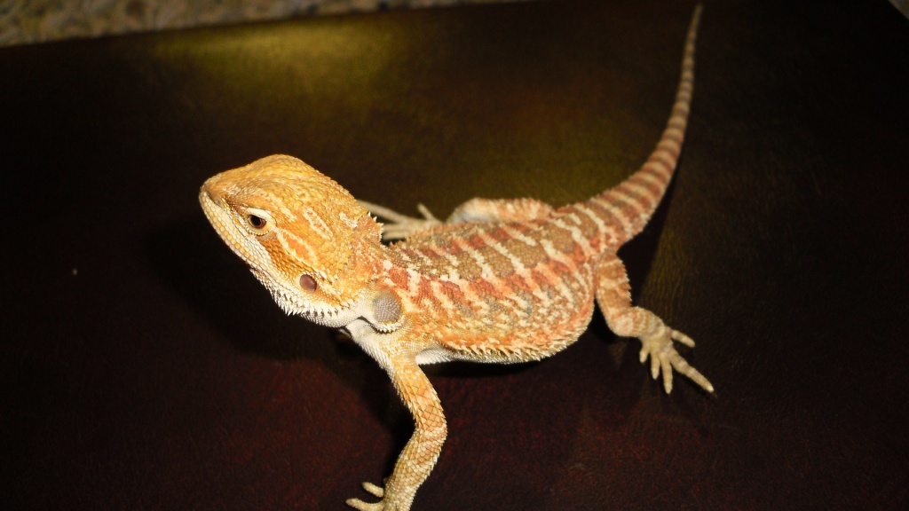 Farbbartagamen - Reptilien - Moers