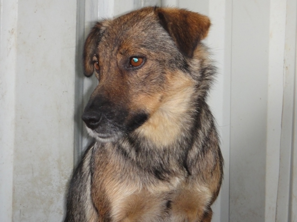 Hündin Mina möchte glücklich werden! - Hunde - Wien