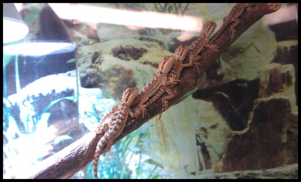 Junge Bartagame Nachzuchten abzugeben ! Pogona vitticeps - Reptilien - Verl
