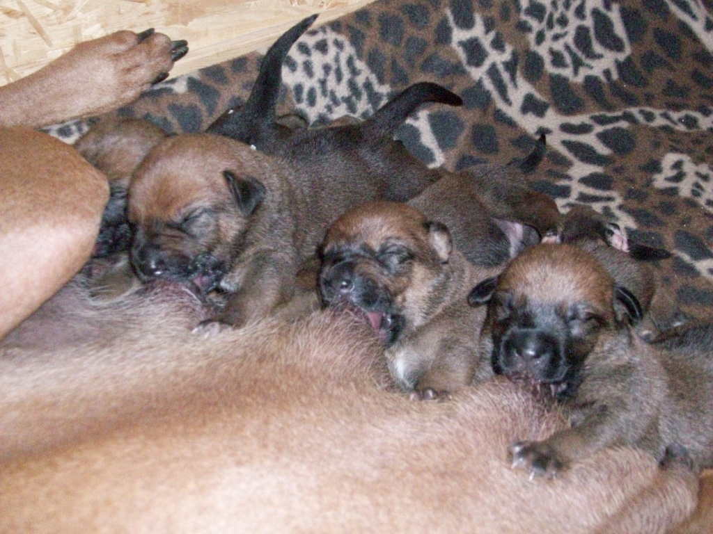 Rhodesian Ridgeback Mix Welpen - Hunde - Ruderting
