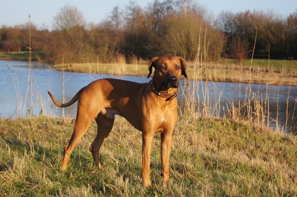 Rhodesian Ridgeback Deckrüde Fumo-Coffy von der Elwaha - Hunde - Espelkamp