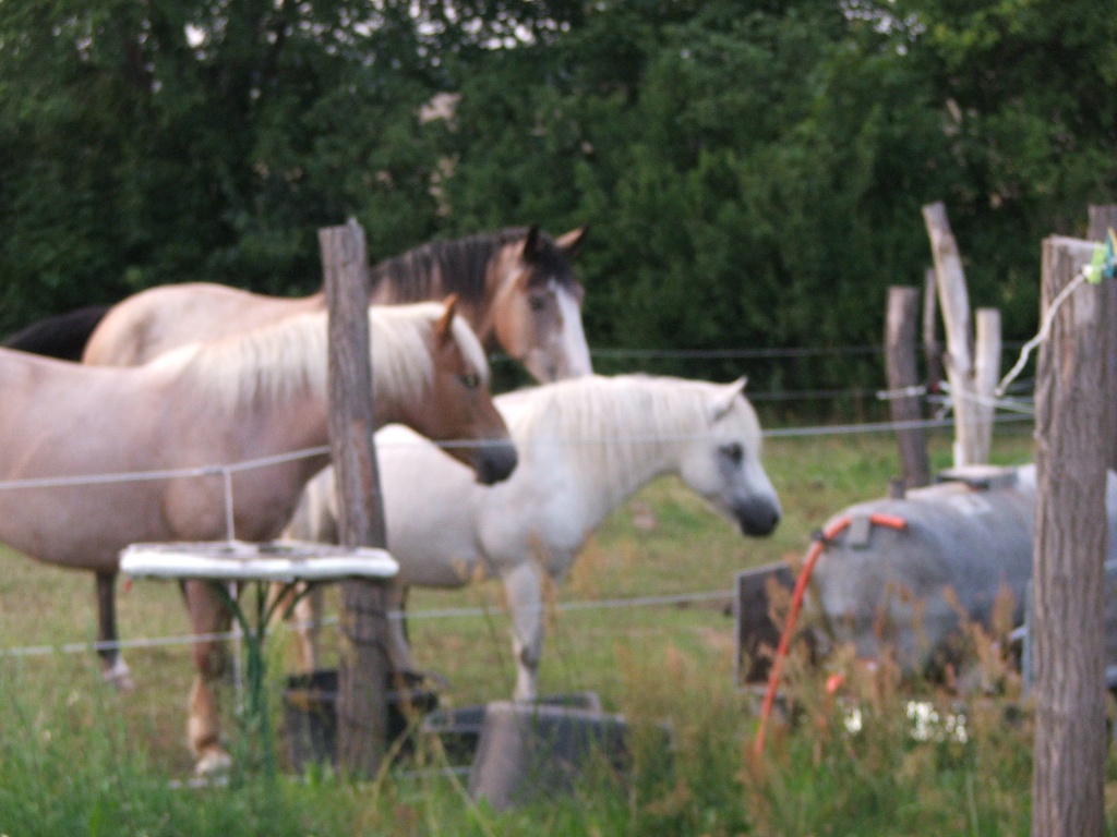 Suche Reitbeteiligung für 2 Therapiepferde - Pferde - Ernsthof