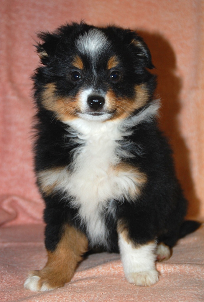 Bildschöne Australian Shepherd Welpen - Hunde - Hannover