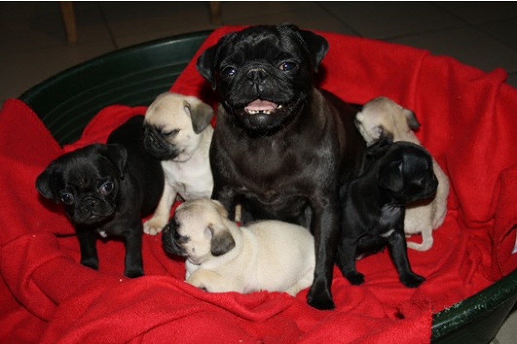 Süße Mops Welpen suchen ein neues Zuhause - Hunde - Stuttgart