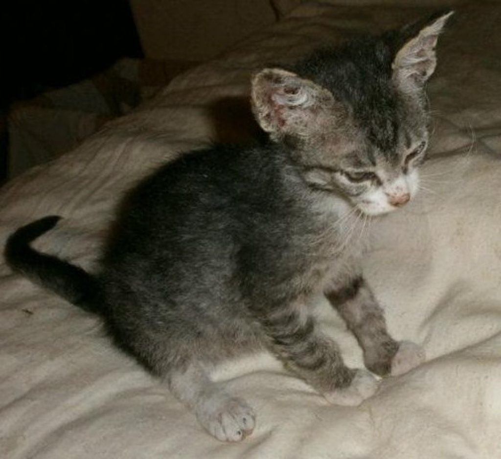 Wiener  LaPerm Katzenkinder-Österreich - Katzen - Wien
