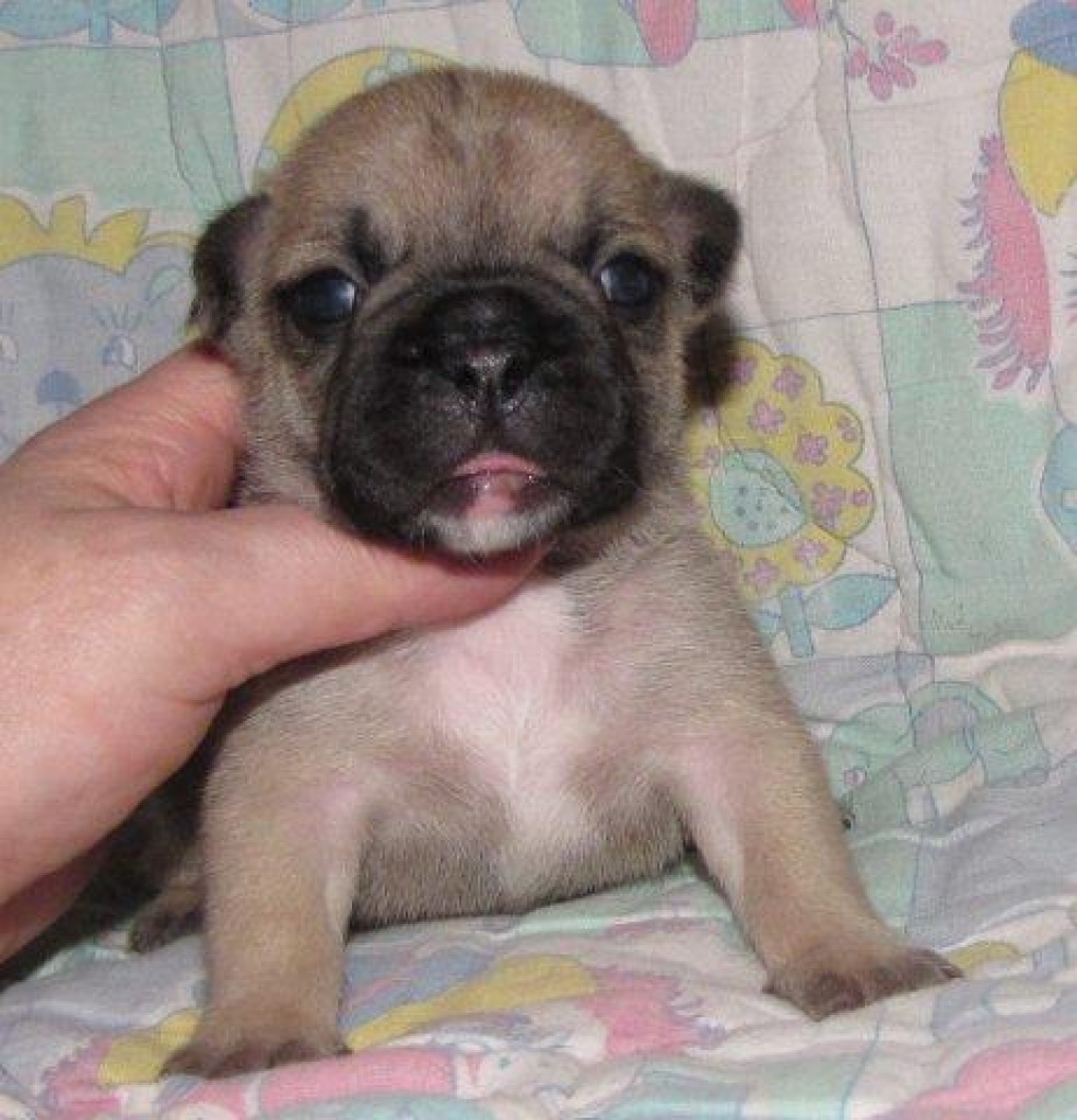 Französische Bulldoggen Hündin und Rüde in fawn - Hunde - Ulrichstein