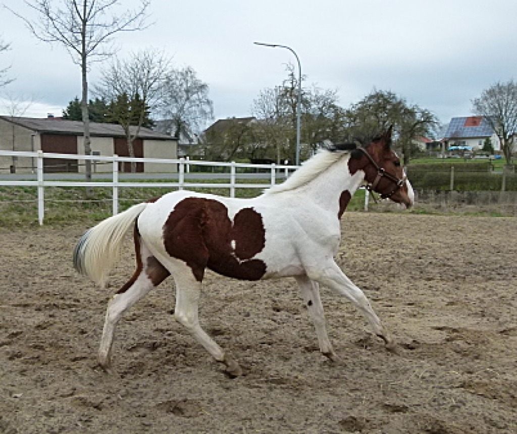 Beistellpony abzugeben ! - Pferde - München