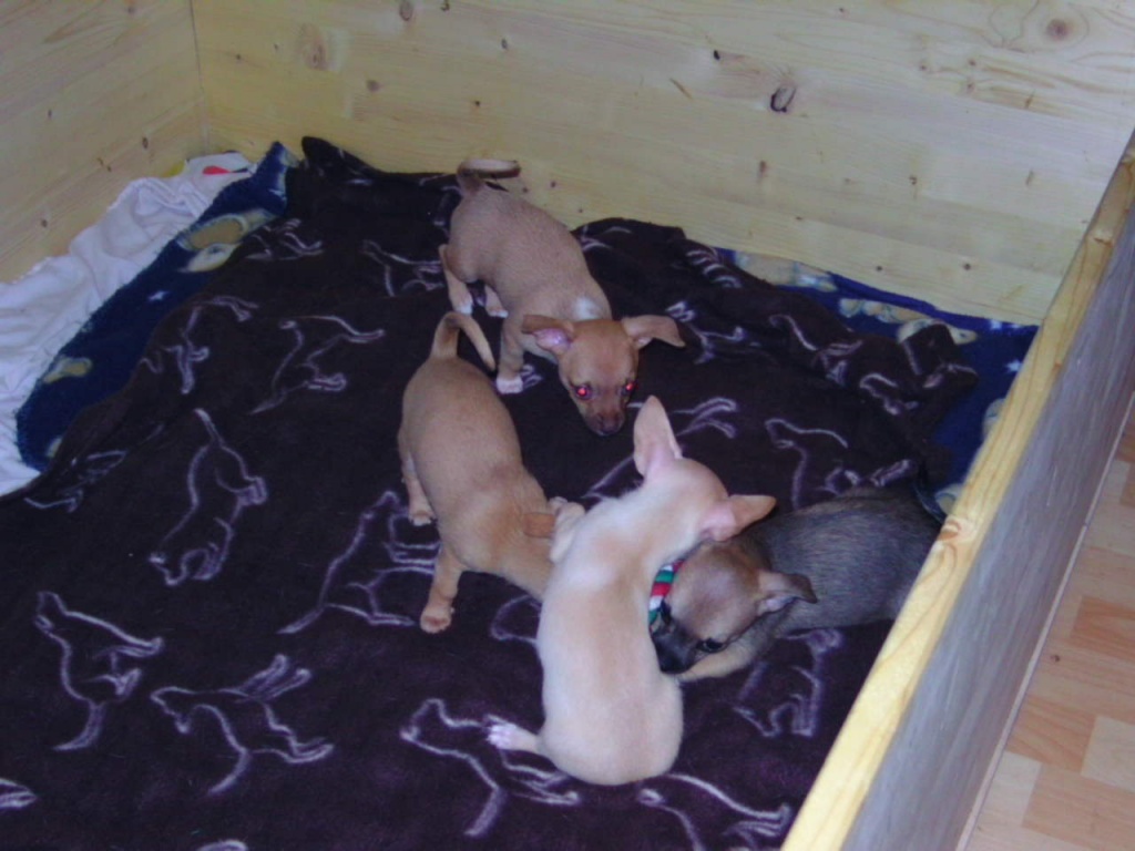 Süße liebe chihuahua von 4 auf drei welpen - Hunde - Kerken