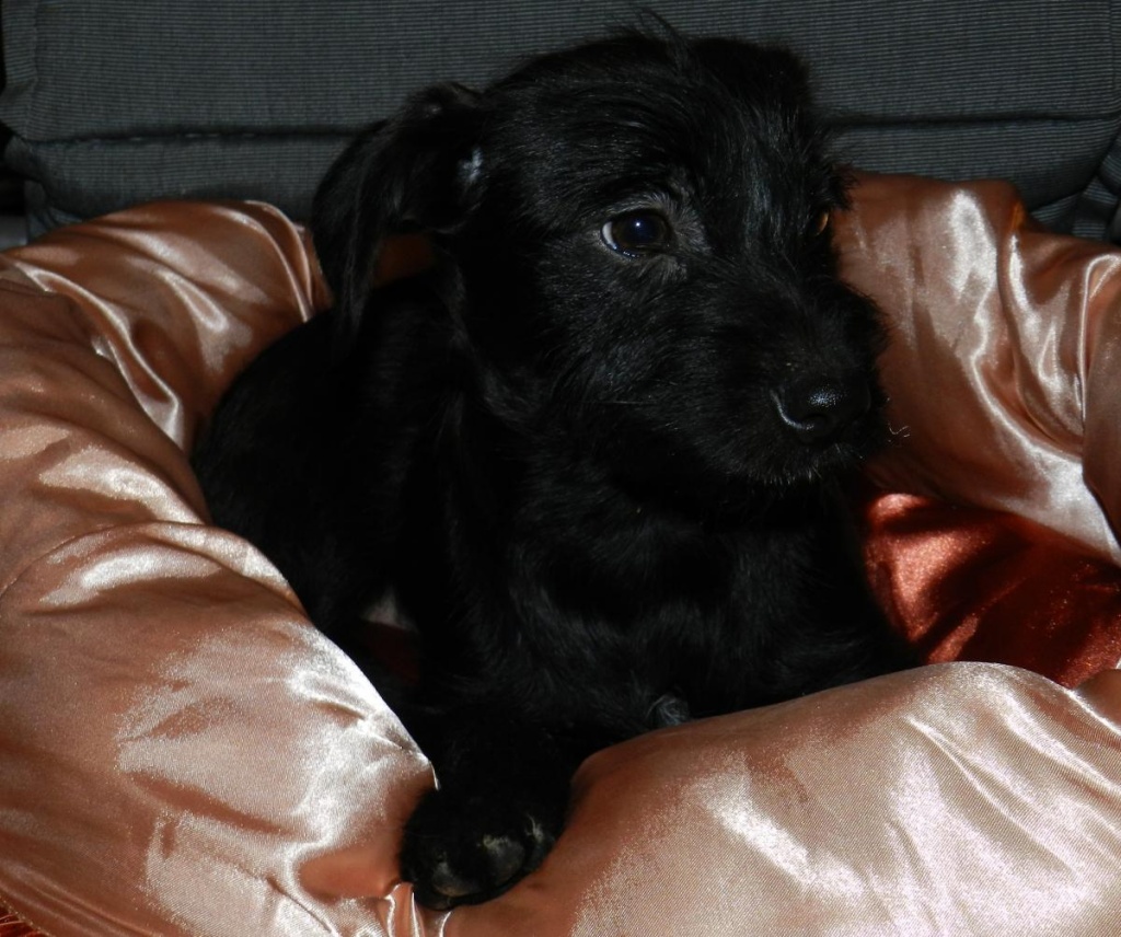 Seltene Zwergpinscher / Shih-Tzu Mix-Welpen - Hunde - Osterhofen