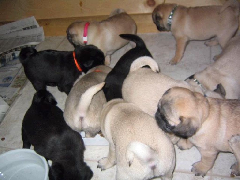 Mopswelpen - Hunde - Bremen