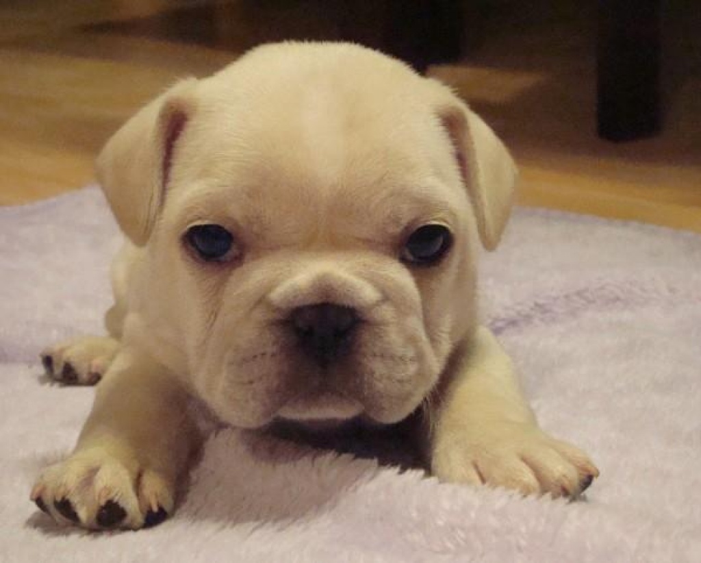 Französische Bulldoggen in Creme Fawn und Fawn - Hunde - Steglitz