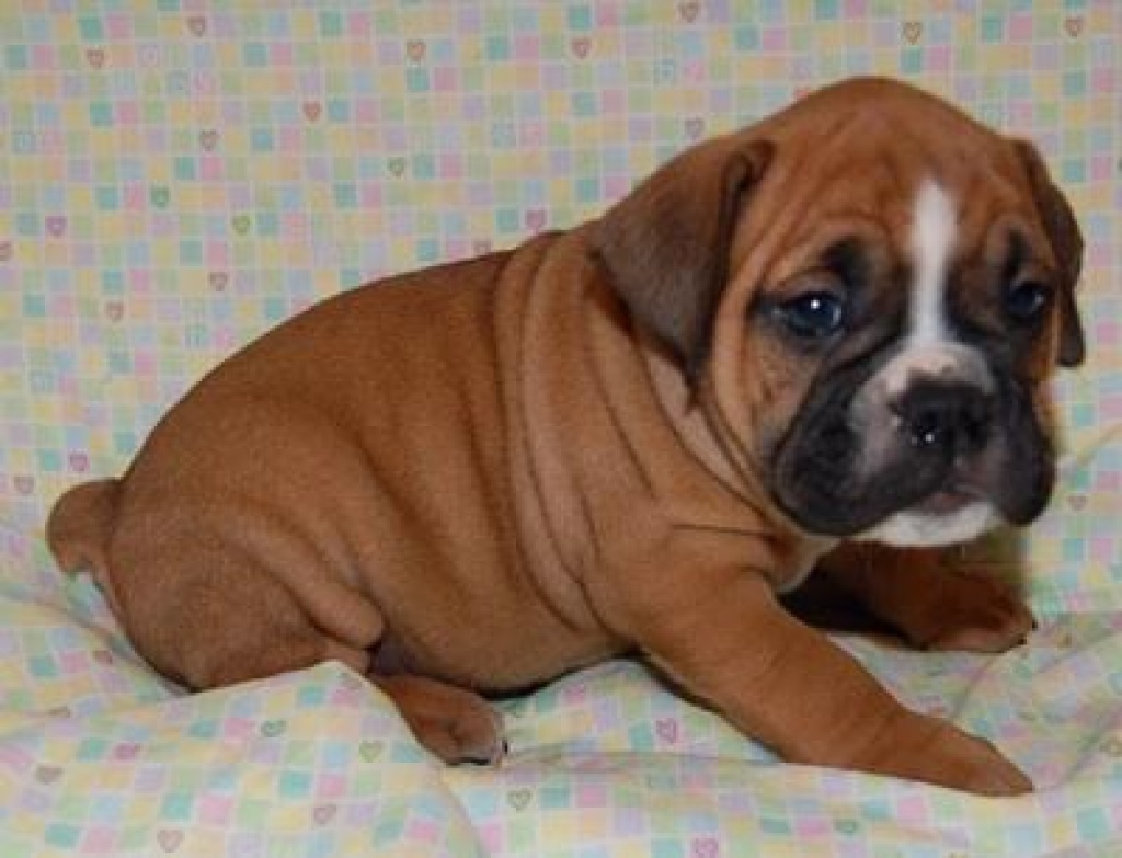 Boxerwelpen - Hunde - Berlin