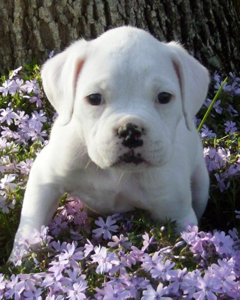 Wunderschöne Reinrassigen Boxer  Welpen - Hunde - Mainz,