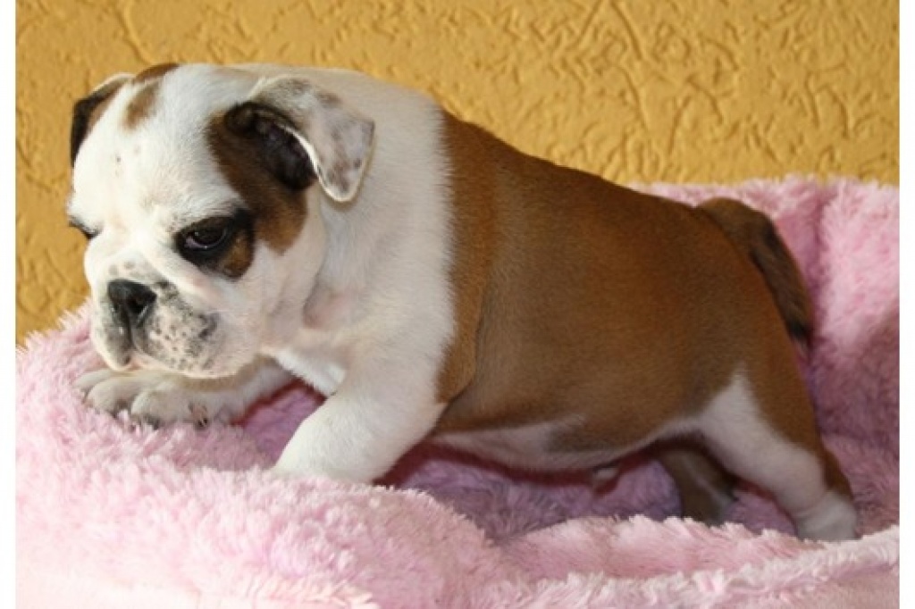 Süße English Bulldog mit FCI Papiere - Hunde - Mürwiker Straße 77, Flensburg