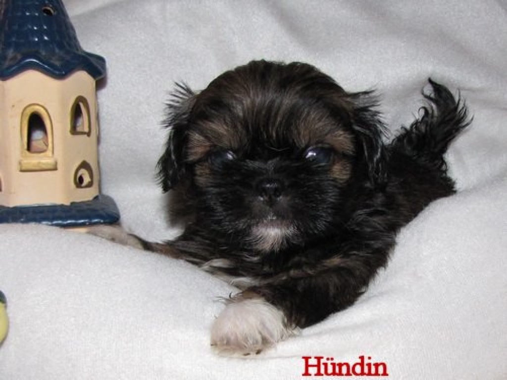 Chihuahua Mix Welpen -klein und süß- - Hunde - Gießen