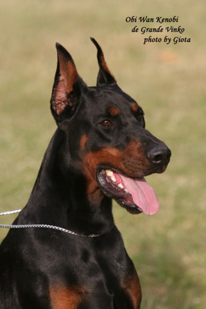 Show Klasse Dobermann Welpen - Hunde - Belgrad