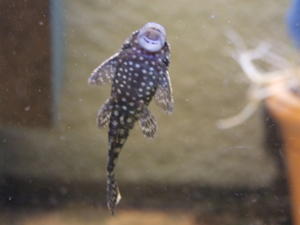 Blaue Antennenwelse abzugeben VB 2 € - Fische - Liederbach am Taunus