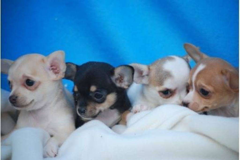 Traumhaft süße Mini Chihuahua Edelmix Welpen - Hunde - Essen‎