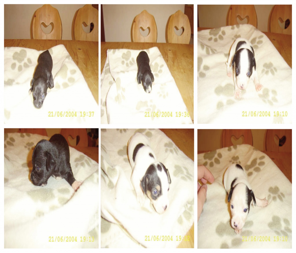 Vater Chihuahua und Mutter Rehpinscher, beide Reinrassig. - Hunde - Bad Dürrheim