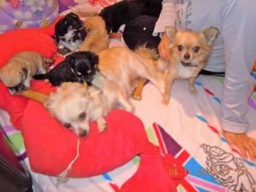 Chihuahua Welpen kurzhaar und langhaar!!! - Hunde - Stuttgart