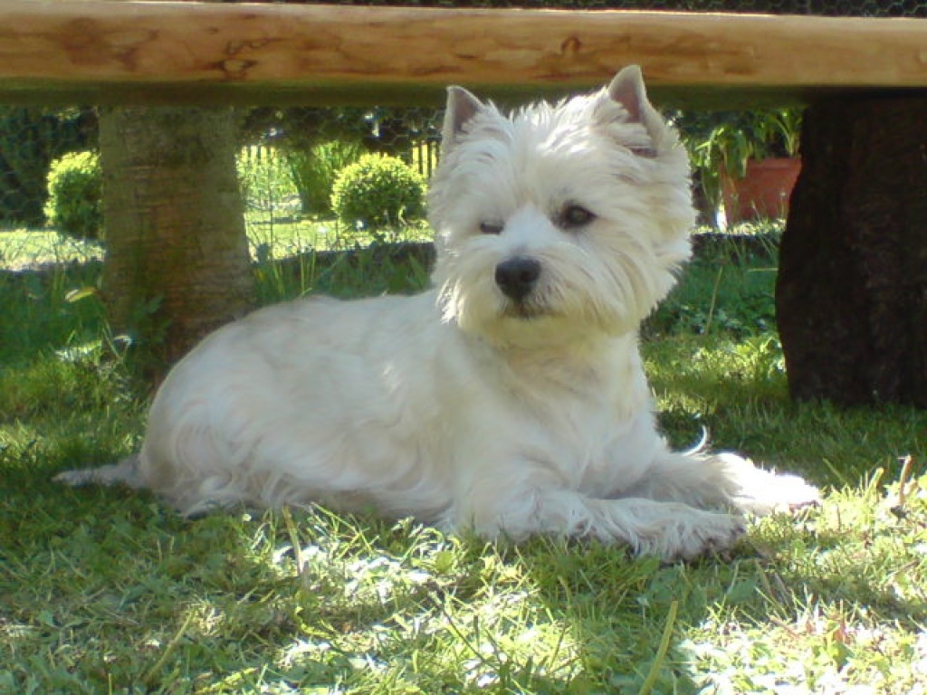 WURFANKÜNDIGUNG  West Highland White Terrier Welpen  Ende JANUAR 2021 - Hunde - Neubodenbach