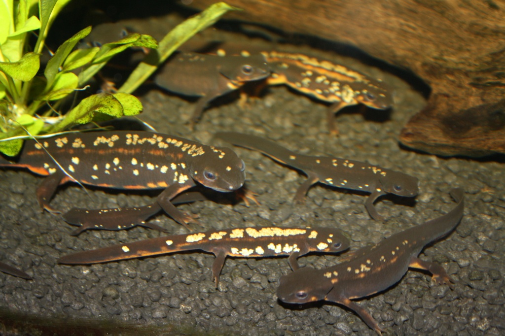 Gebe ab: NZ  09, 2021, 2021 Cynops ensicauda popei / Japanischer Schwertschanzmo - Amphibien - Hamburg
