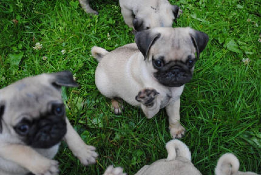 Sehr schöne Mopswelpen - Hunde - Friedrichshafen