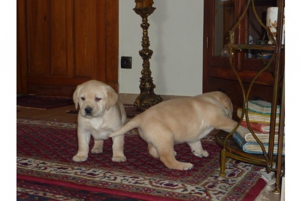 Labrador Welpen in Blond und Schwarz mit Papieren - Hunde - Düsseldorf