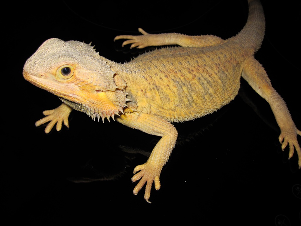 Colourdragons.at - Bartagamen, Zubehör, Terrarientechnik, Terras abzugeben! - Reptilien - Koblach