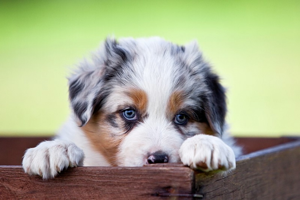 Grateful-Ranch Australian Shepherd Wurfankündigung - Hunde - Bocholt
