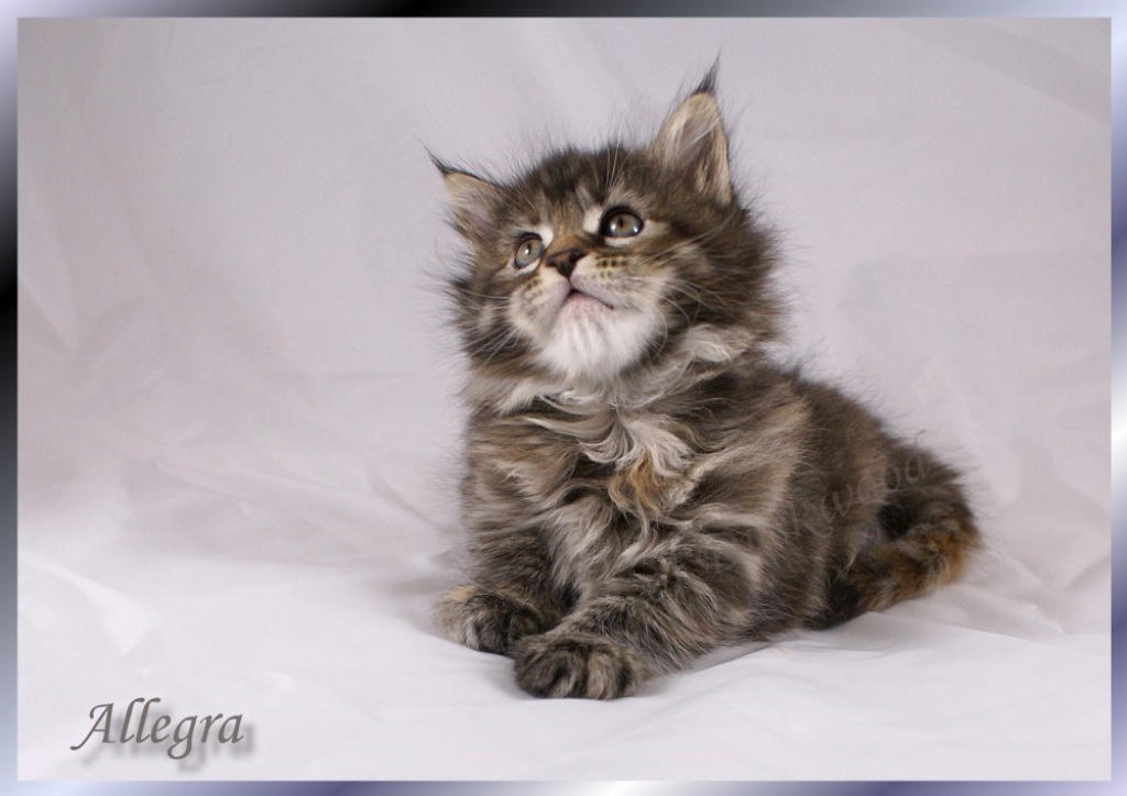 Typvolle Maine Coon Babys mit Papieren !!! - Katzen - Raesfeld