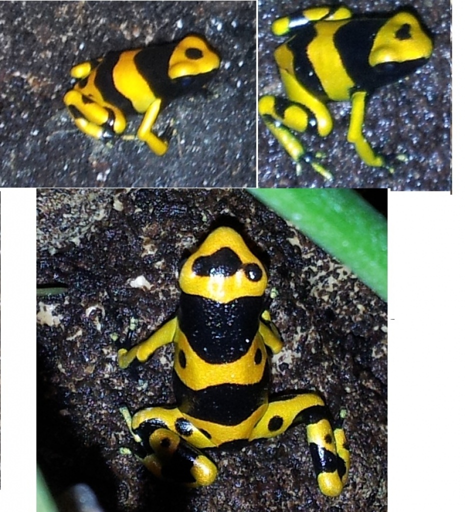 Dendrobates Leucomelas  - Gebänderte Pfeilgiftfrösche - Amphibien - Havixbeck
