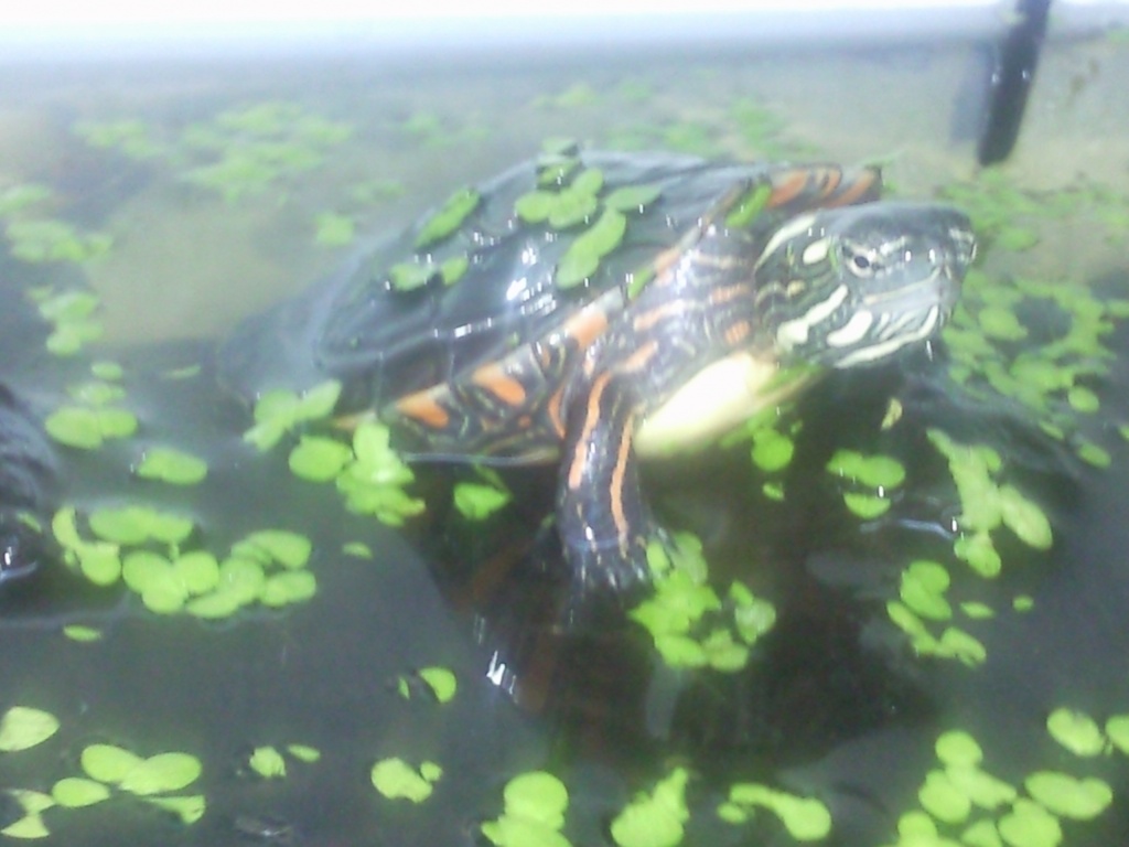 Suche Zierschildkröten aller Art (Chrysemys Gattung) - Reptilien - Sinzing