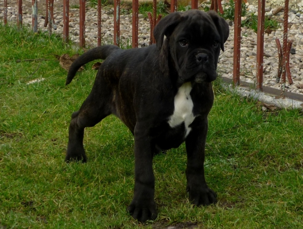 Schöne, rassetypische Boxerwelpen mit VDH - Papieren - Hunde - Augsburg