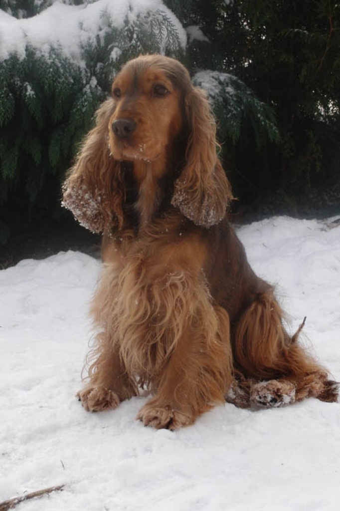 Wurfplanung - Hunde - Schauenburg