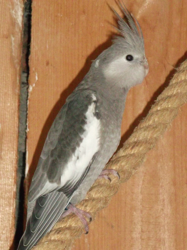 Nymphensittiche abzugeben, Leipzig - Voegel - Leipzig