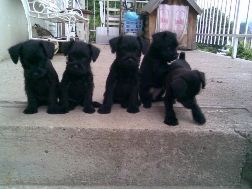 Zwergschnauzer  Welpen aus Ungarn - Hunde - Budapest