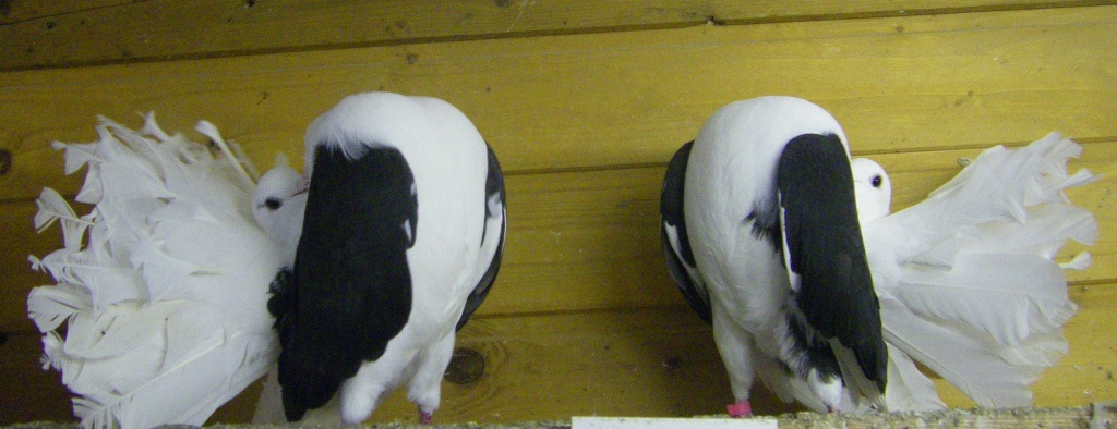 *Pfautauben schwarzschildig* - Voegel - Moers