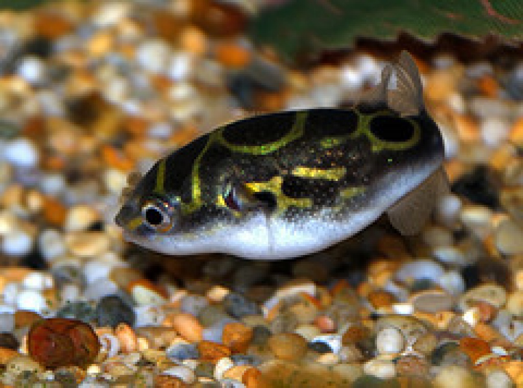 4 kugel fische für süßwasser aquarium - Fische - Breitungen