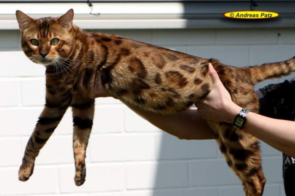 Bengalkatzen - neue Generation - Katzen - Darmstadt