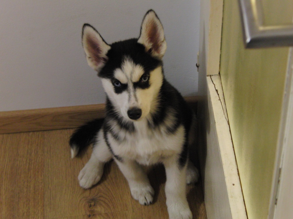 Reinrassige Sibirien Huskywelpen - Hunde - Osnabrück