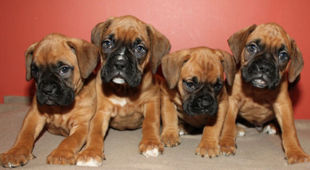 Wunderschöne Reinrassige Boxer Welpen mit Papieren,abgabe bereit. - Hunde - Frankfurt Am MAin
