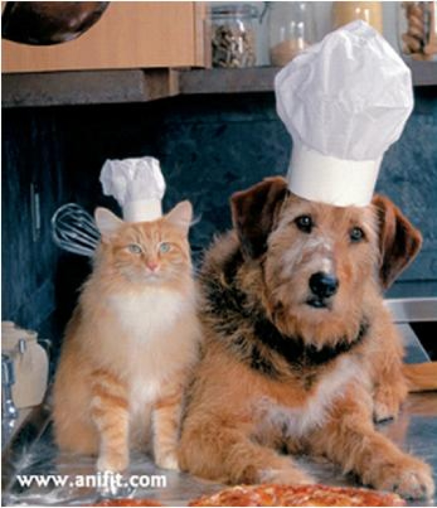 Artgerechte Naturnahrung für Hunde und Katzen - Tiernahrung - Stemwede