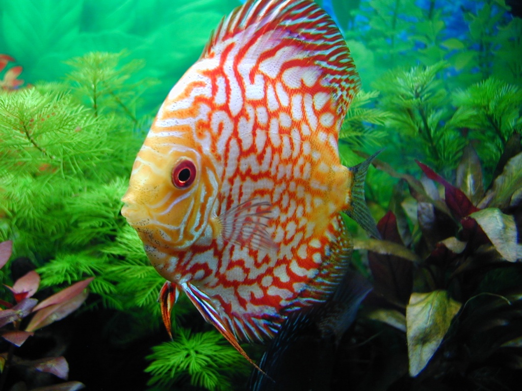 Diskus Diskusfische *TOP* - Fische - Viernheim
