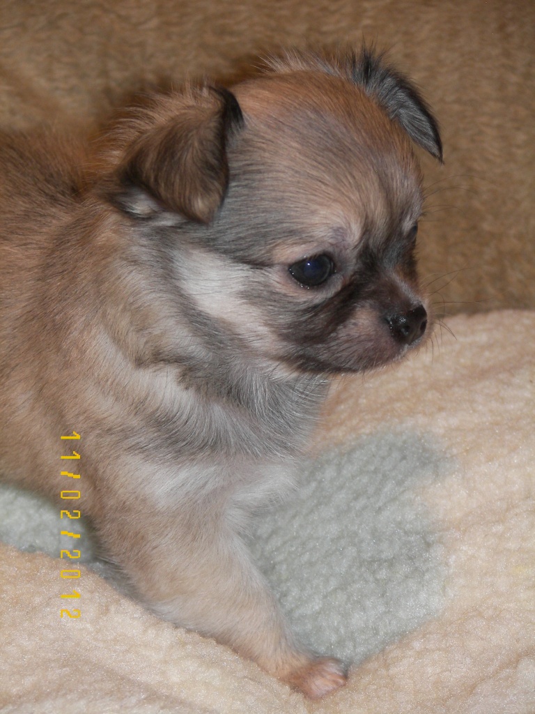 REINRASSIGE,WUNDERSCHÖNE, CHIHUAHUAWELPEN/LANGHAAR - Hunde - Jülich