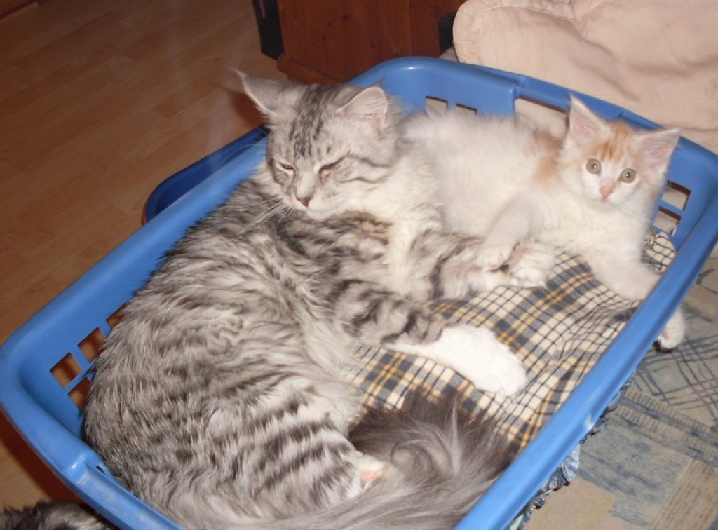 Reinrassiges Maine Coon Katerchen mit Stammbaum - Katzen - Vohburg an der Donau