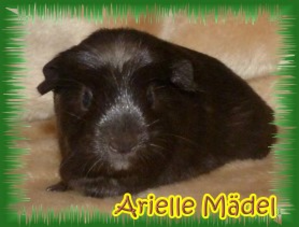 Junge Meerschweinchen - Nagetiere - Ludwigshafen am Rhein